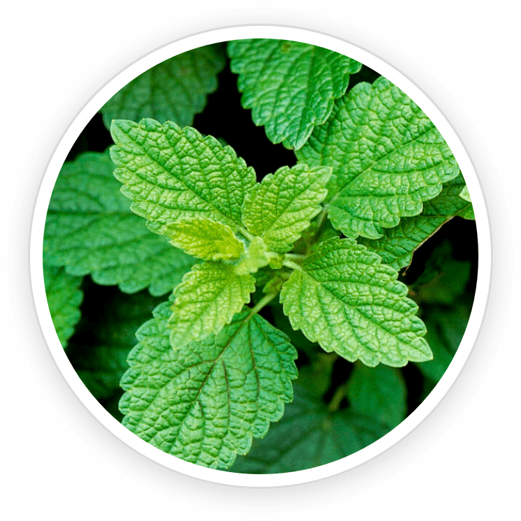 lemon balm